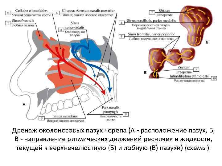 Дренаж околоносовых пазух черепа (А - расположение пазух, Б, В - направление ритмических движений