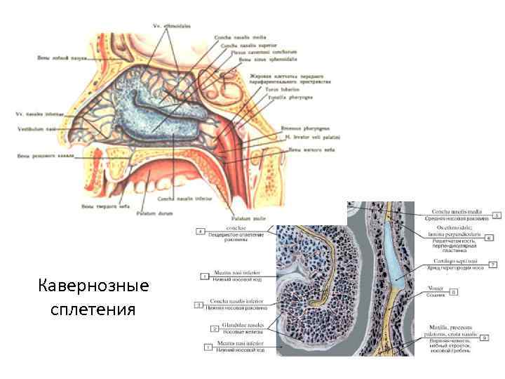 Кавернозные сплетения 