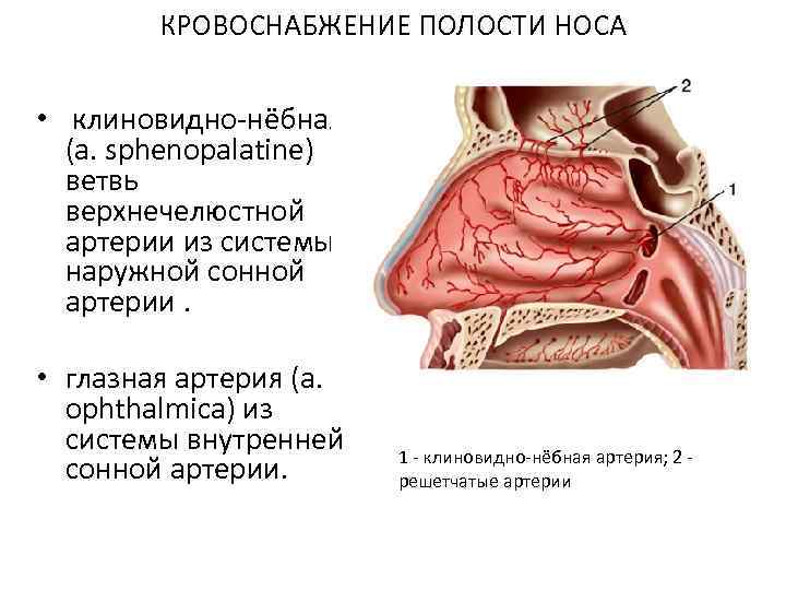 КРОВОСНАБЖЕНИЕ ПОЛОСТИ НОСА • клиновидно-нёбная (a. sphenopalatine) ветвь верхнечелюстной артерии из системы наружной сонной