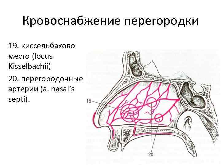 Кровоснабжение перегородки 19. киссельбахово место (locus Kisselbachii) 20. перегородочные артерии (a. nasalis septi). 