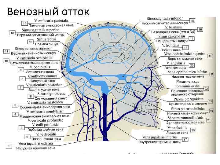 Венозный отток 