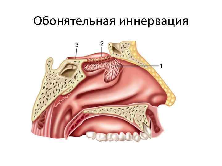 Обонятельная иннервация 