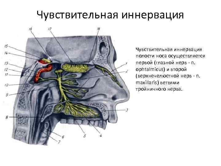 Чувствительная иннервация полости носа осуществляется первой (глазной нерв - n. ophtalmicus) и второй (верхнечелюстной