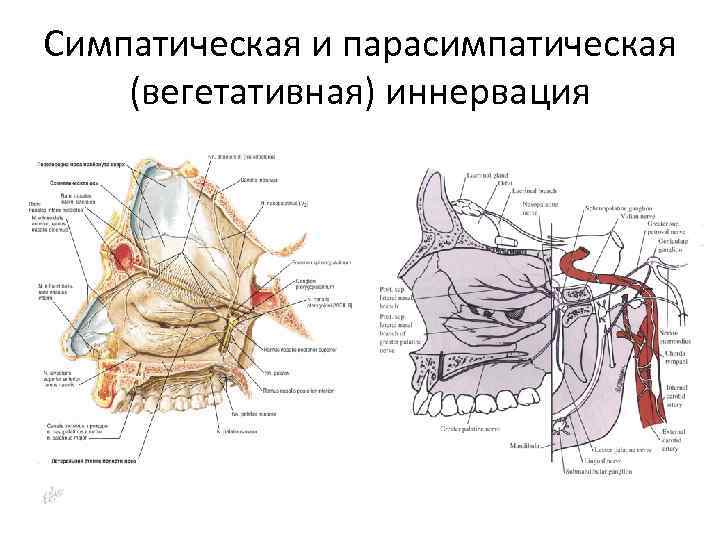 Симпатическая и парасимпатическая (вегетативная) иннервация 