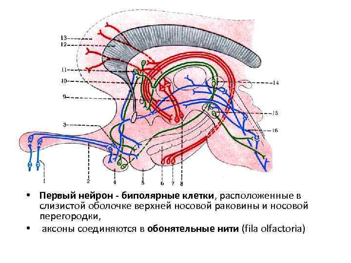  • Первый нейрон - биполярные клетки, расположенные в слизистой оболочке верхней носовой раковины