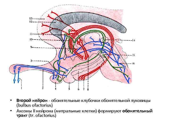  • Второй нейрон - обонятельные клубочки обонятельной луковицы (bulbus ofactorius) • Аксоны II