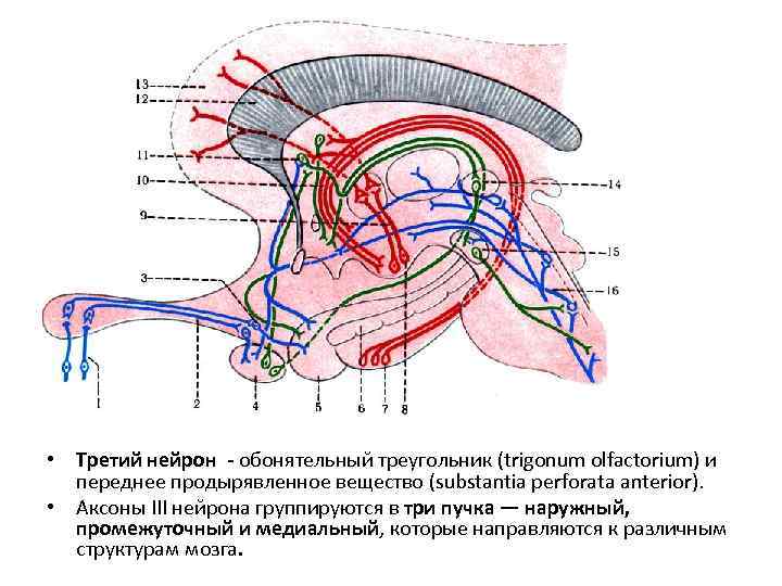  • Третий нейрон - обонятельный треугольник (trigonum olfactorium) и переднее продырявленное вещество (substantia