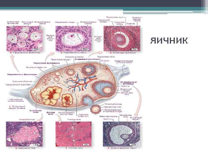 яичник 