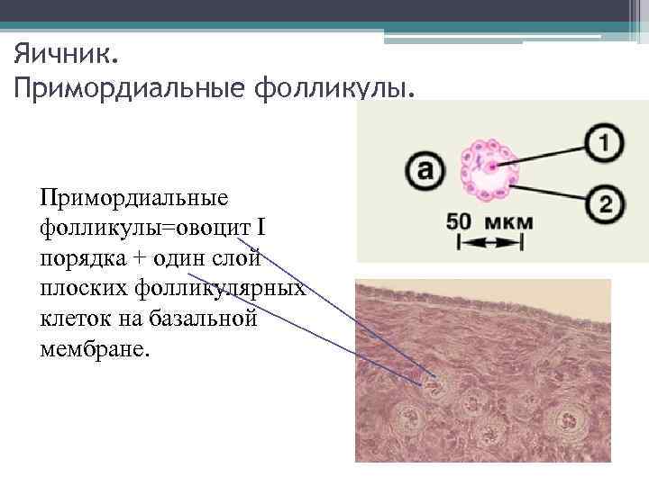 Яичник. Примордиальные фолликулы=овоцит I порядка + один слой плоских фолликулярных клеток на базальной мембране.