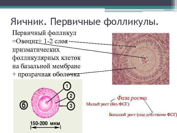 Яичник. Первичные фолликулы. Первичный фолликул =Овоцит+ 1 -2 слоя призматических фолликулярных клеток на базальной