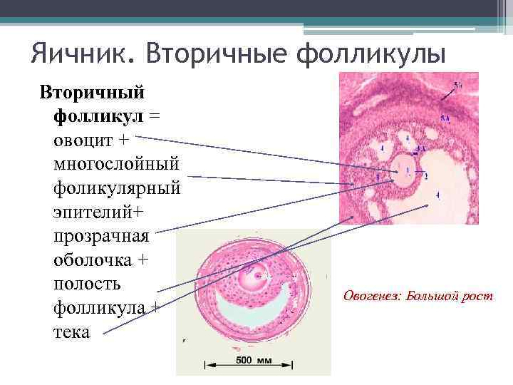 Яичник. Вторичные фолликулы Вторичный фолликул = овоцит + многослойный фоликулярный эпителий+ прозрачная оболочка +