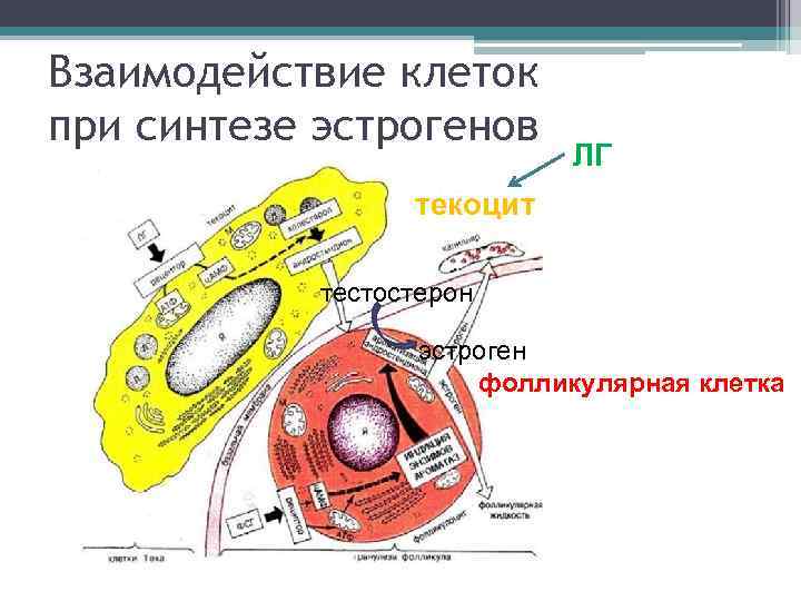 Взаимодействие клеток при синтезе эстрогенов ЛГ текоцит тестостерон эстроген фолликулярная клетка 