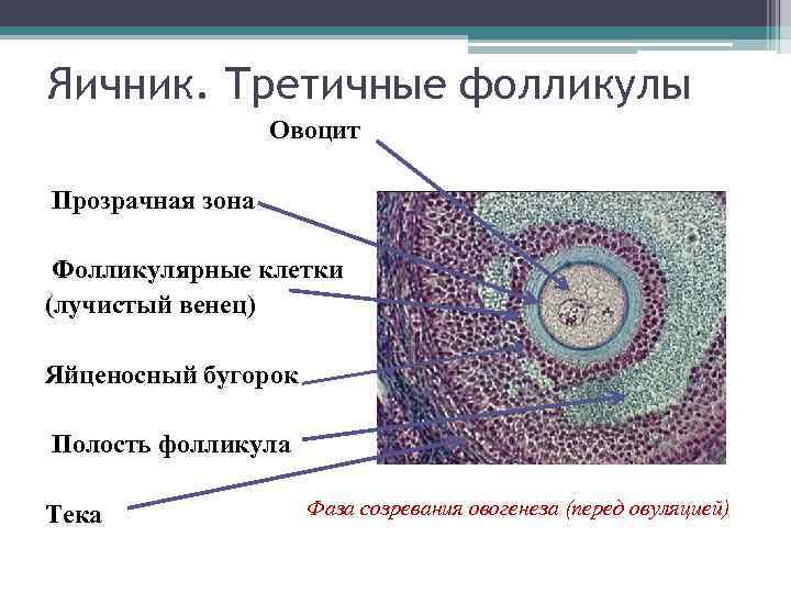 Яичник. Третичные фолликулы Овоцит Прозрачная зона Фолликулярные клетки (лучистый венец) Яйценосный бугорок Полость фолликула