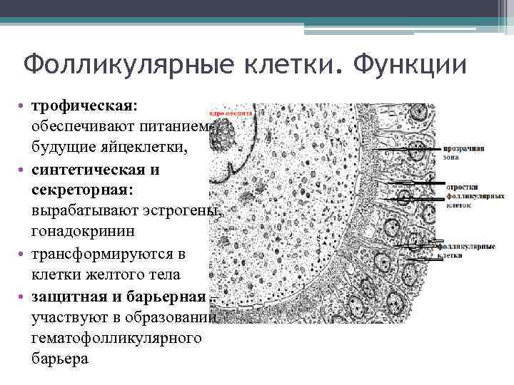 Фолликулярные клетки. Функции • трофическая: обеспечивают питанием будущие яйцеклетки, • синтетическая и секреторная: вырабатывают