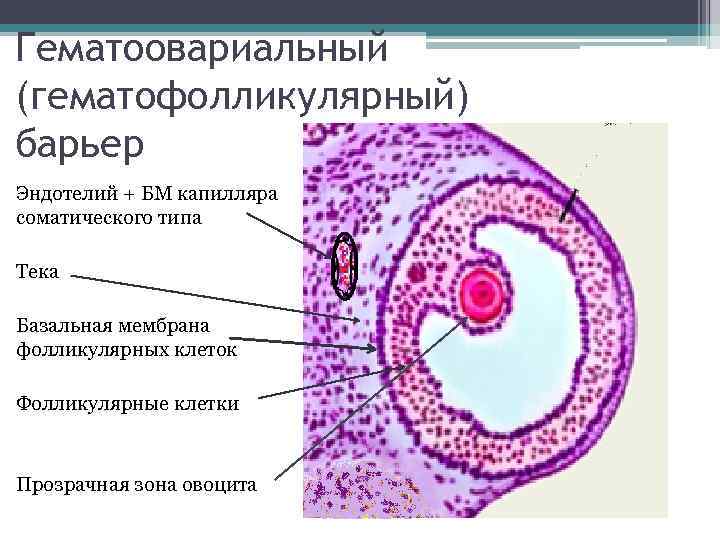 Гематоовариальный (гематофолликулярный) барьер Эндотелий + БМ капилляра соматического типа Тека Базальная мембрана фолликулярных клеток