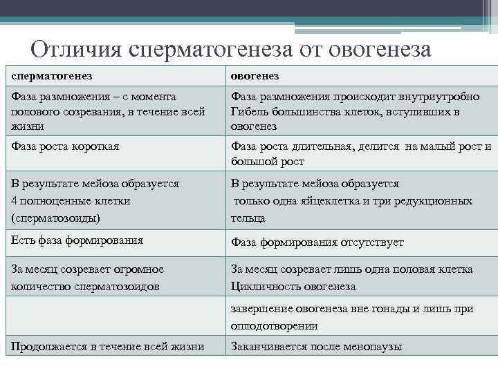 Отличия сперматогенеза от овогенеза сперматогенез овогенез Фаза размножения – с момента полового созревания, в