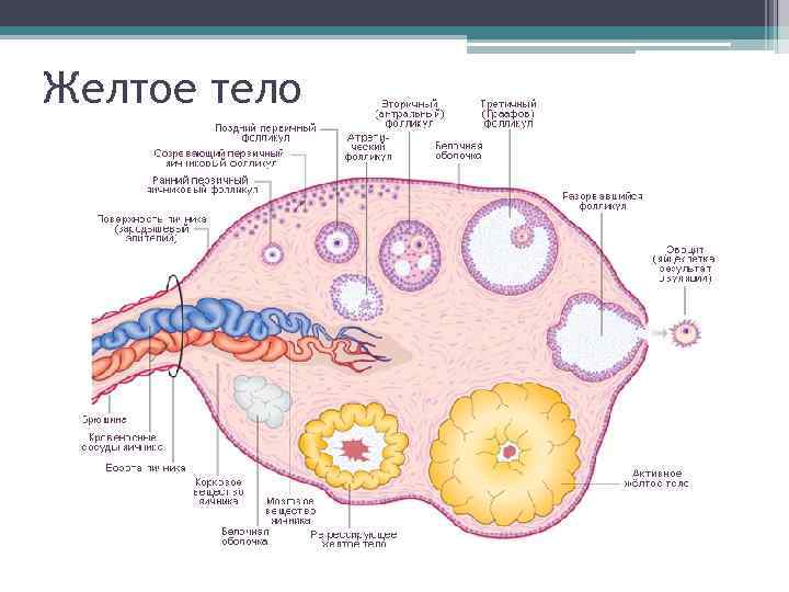 Желтое тело 