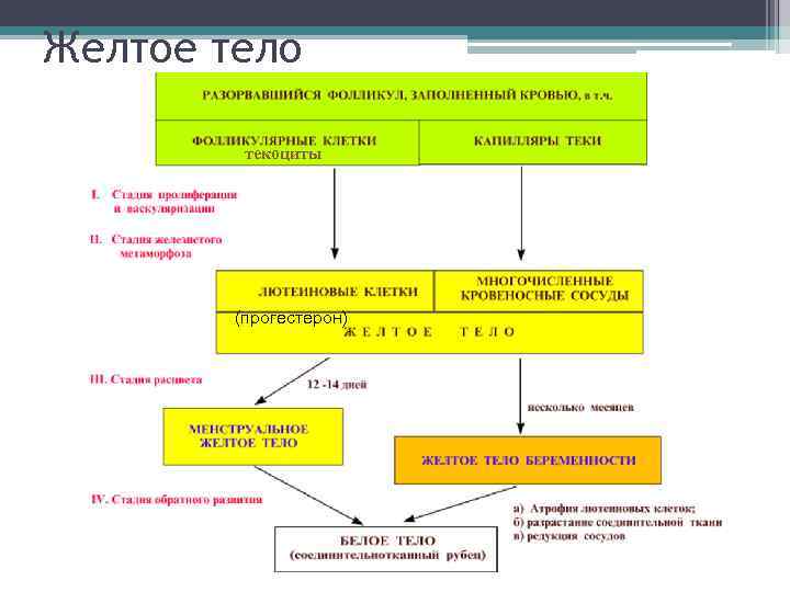 Желтое тело текоциты (прогестерон) 