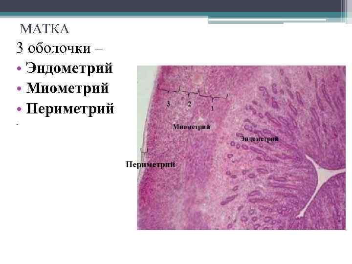 МАТКА 3 оболочки – • Эндометрий • Миометрий • Периметрий. 