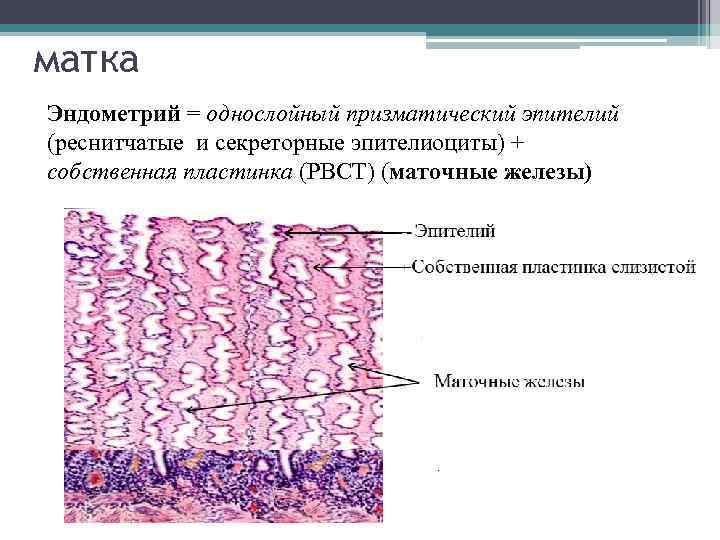 матка Эндометрий = однослойный призматический эпителий (реснитчатые и секреторные эпителиоциты) + собственная пластинка (РВСТ)