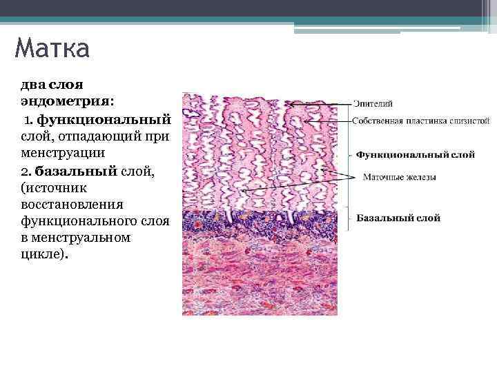 Матка два слоя эндометрия: 1. функциональный слой, отпадающий при менструации 2. базальный слой, (источник