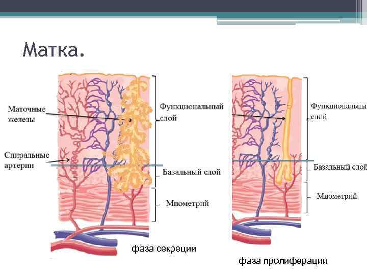 Матка. фаза десквамации фаза секреции фаза пролиферации 
