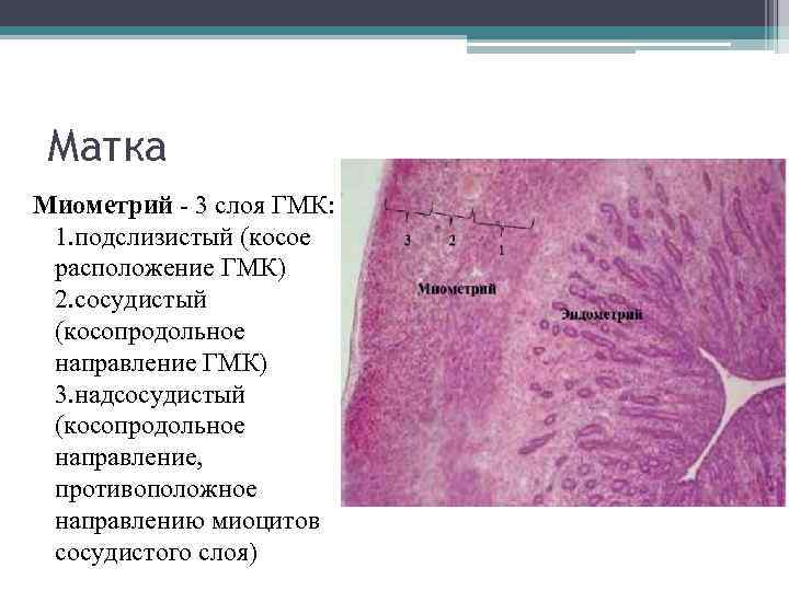 Матка Миометрий - 3 слоя ГМК: 1. подслизистый (косое расположение ГМК) 2. сосудистый (косопродольное