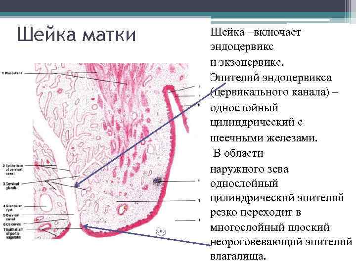 Шейка матки Шейка –включает эндоцервикс и экзоцервикс. Эпителий эндоцервикса (цервикального канала) – однослойный цилиндрический