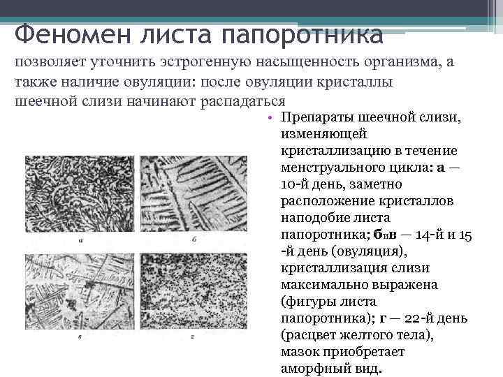 Феномен листа папоротника позволяет уточнить эстрогенную насыщенность организма, а также наличие овуляции: после овуляции