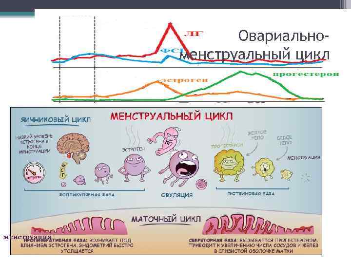 Овариальноменструальный цикл менструация 