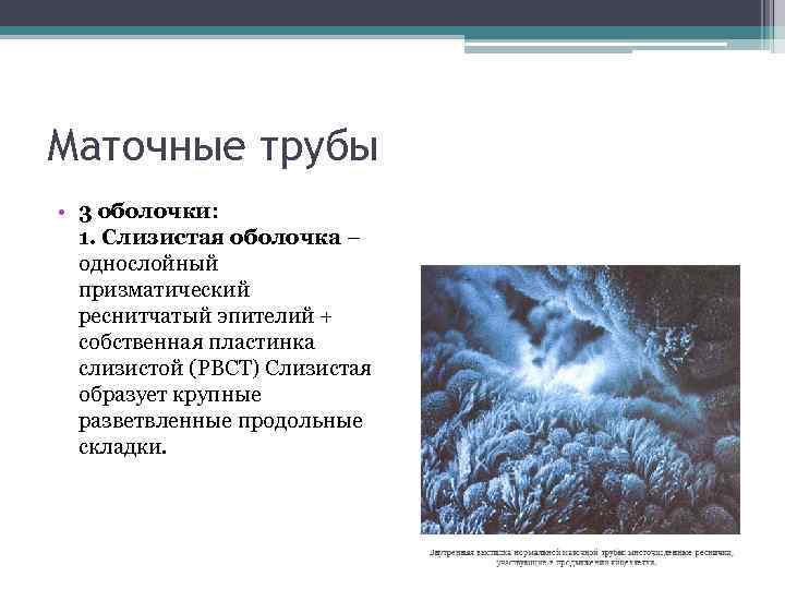 Маточные трубы • 3 оболочки: 1. Слизистая оболочка – однослойный призматический реснитчатый эпителий +