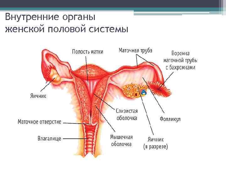 Внутренние органы женской половой системы 