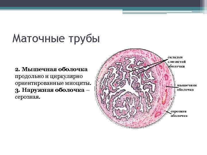 Маточные трубы 2. Мышечная оболочка продольно и циркулярно ориентированные миоциты. 3. Наружная оболочка –