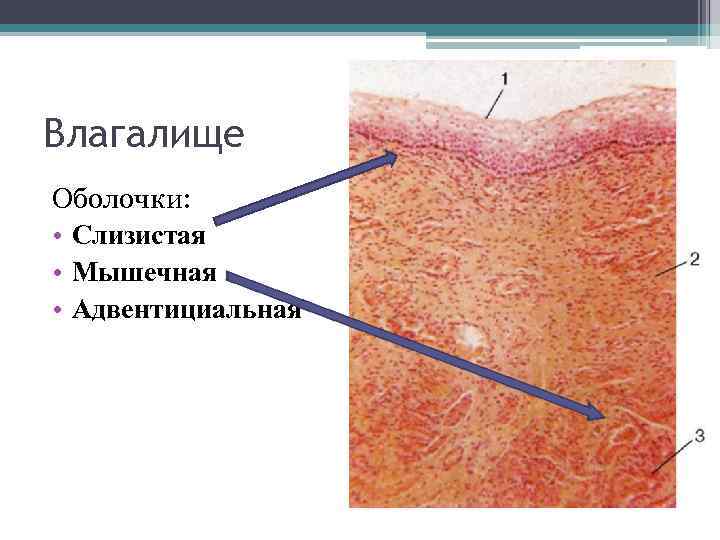 Влагалище Оболочки: • Слизистая • Мышечная • Адвентициальная 