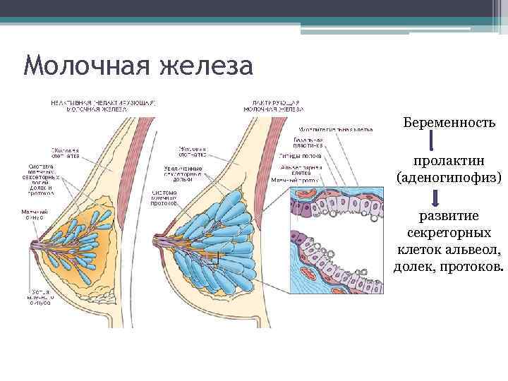 Молочная железа Беременность пролактин (аденогипофиз) развитие секреторных клеток альвеол, долек, протоков. 