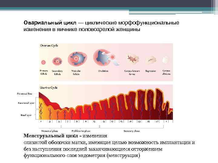 Овариальный цикл — циклические морфофункциональные изменения в яичнике половозрелой женщины Менструальный цикл - изменения