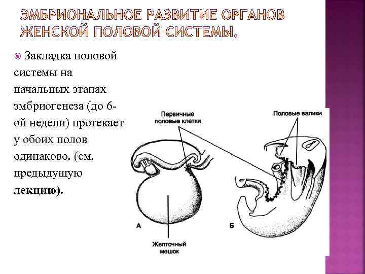 Закладка половой системы на начальных этапах эмбриогенеза (до 6 ой недели) протекает у обоих