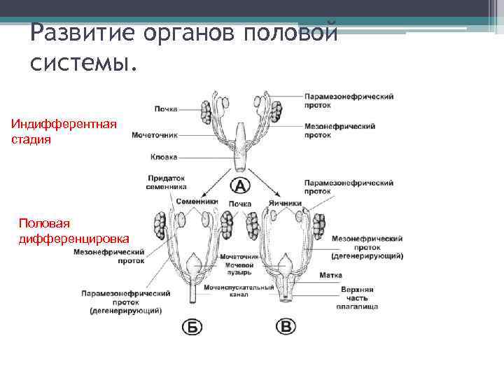 Развитие органов половой системы. Индифферентная стадия Половая дифференцировка 