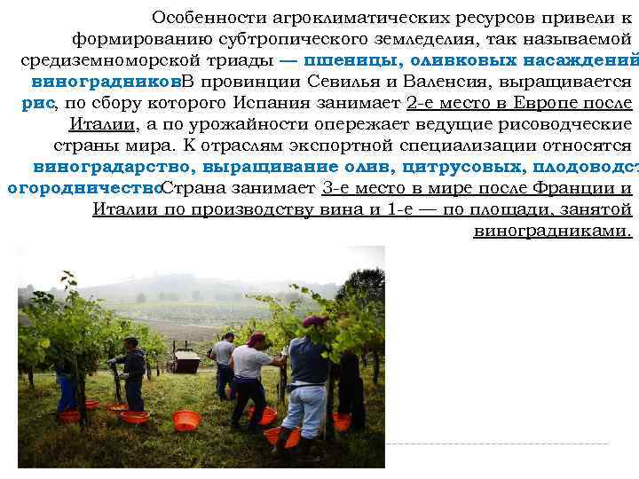Особенности агроклиматических ресурсов привели к формированию субтропического земледелия, так называемой средиземноморской триады — пшеницы,