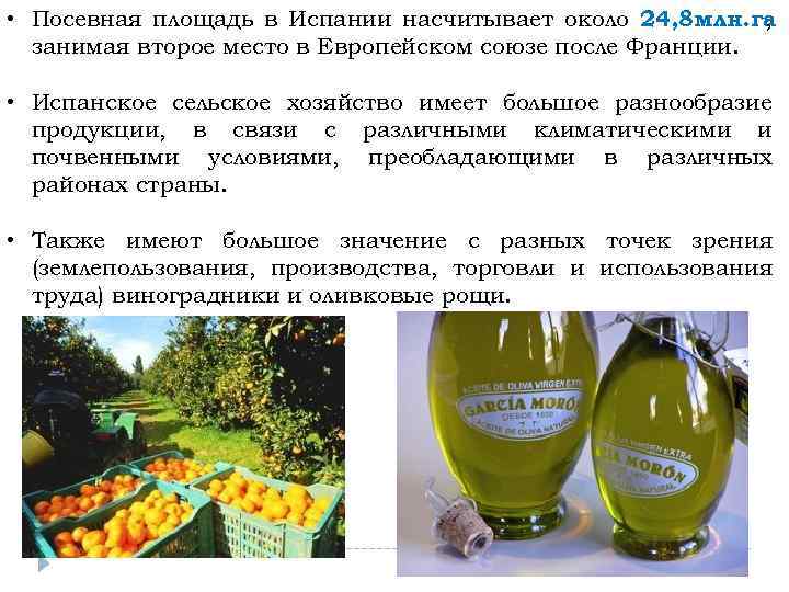  • Посевная площадь в Испании насчитывает около 24, 8 млн. га , занимая