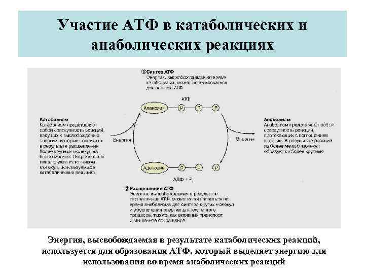 Участие АТФ в катаболических и анаболических реакциях Энергия, высвобождаемая в результате катаболических реакций, используется