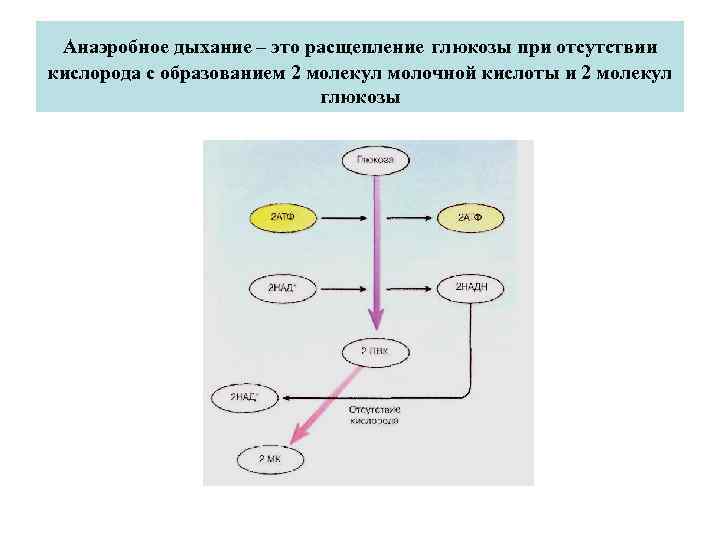 Анаэробное дыхание – это расщепление глюкозы при отсутствии кислорода с образованием 2 молекул молочной