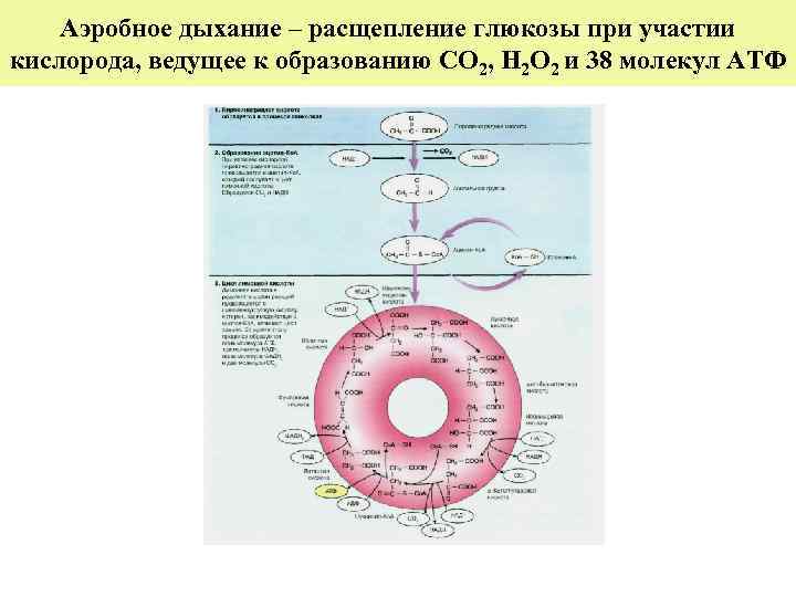 Аэробное дыхание – расщепление глюкозы при участии кислорода, ведущее к образованию СО 2, Н