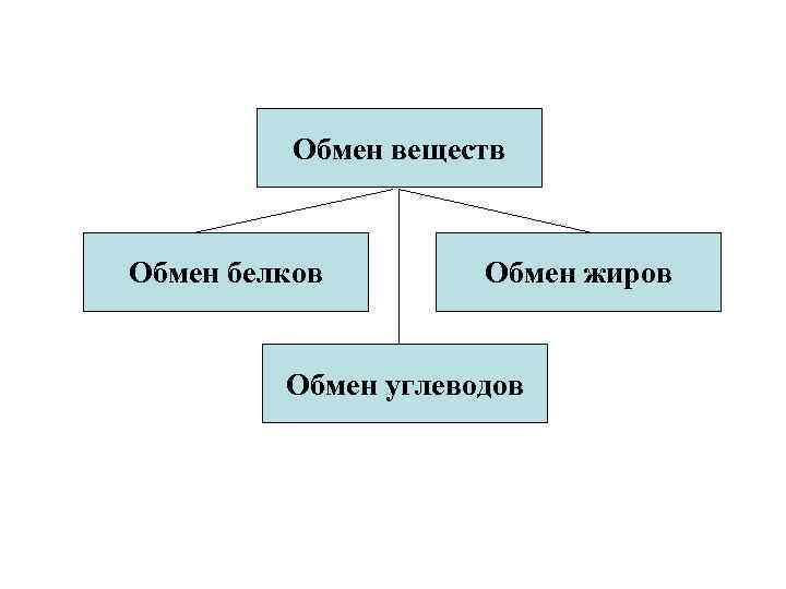 Обмен веществ Обмен белков Обмен жиров Обмен углеводов 