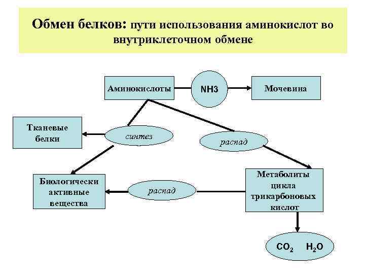 Обмен белков: пути использования аминокислот во внутриклеточном обмене Аминокислоты Тканевые белки Биологически активные вещества