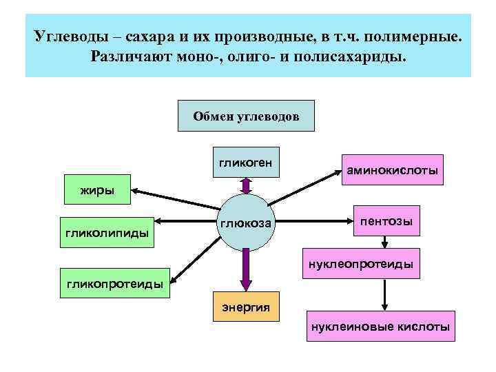 Углеводы – сахара и их производные, в т. ч. полимерные. Различают моно-, олиго- и