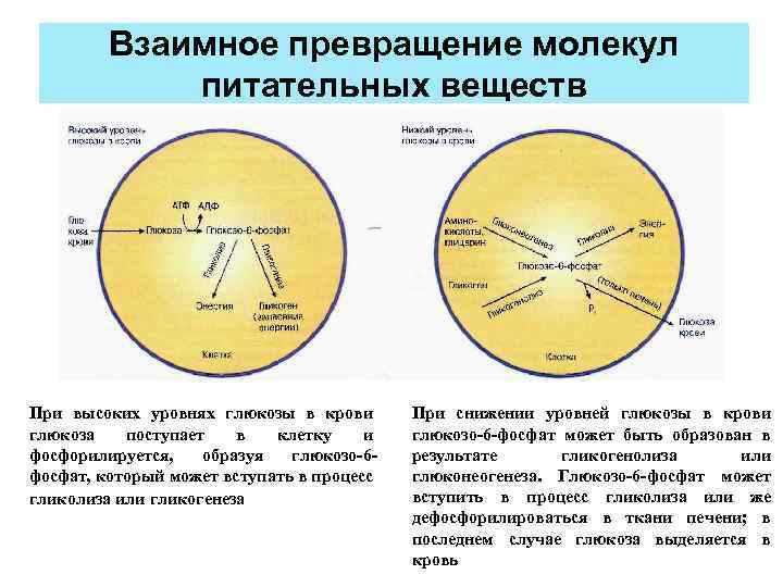 Взаимное превращение молекул питательных веществ При высоких уровнях глюкозы в крови глюкоза поступает в
