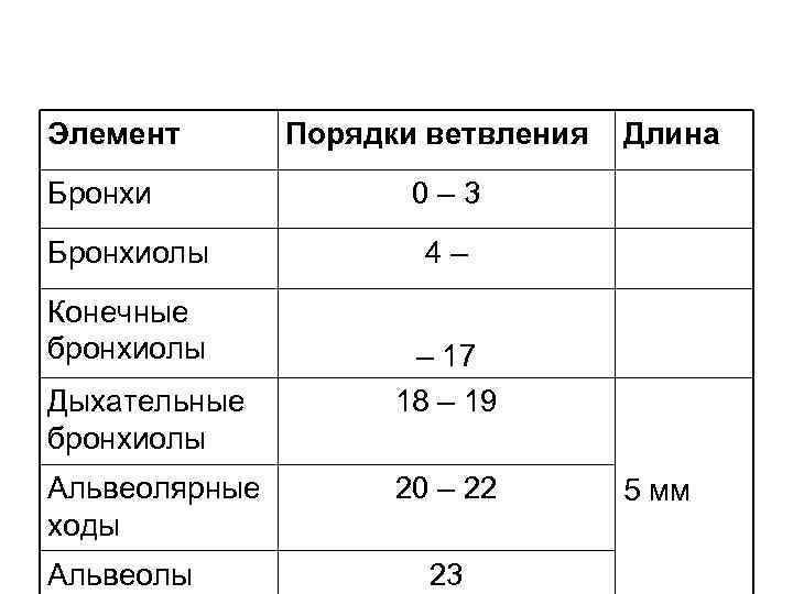 Элемент Бронхиолы Конечные бронхиолы Дыхательные бронхиолы Альвеолярные ходы Альвеолы Порядки ветвления Длина 0– 3