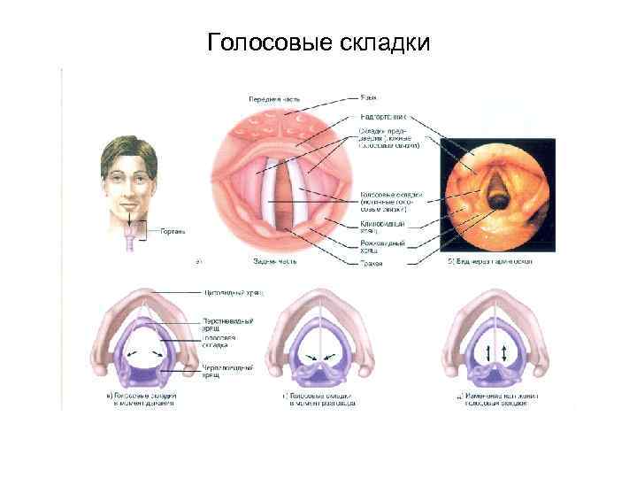 Голосовые складки 