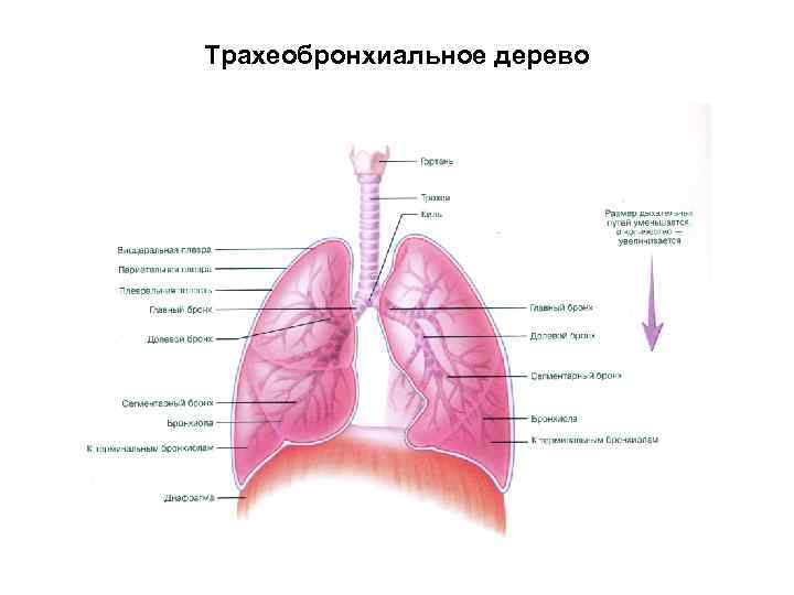 Трахеобронхиальное дерево 